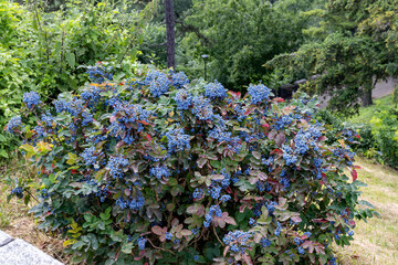 Large Mahonia, covered with dense clusters of ripe blue berries. Mahonia holly - evergreen shrubs,...