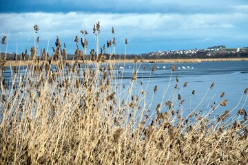 Schilf am See