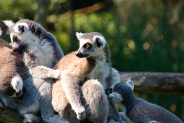 Social group of sweet ring-tailed Madagascar lemurs at the morning care of the community