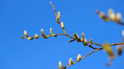 branches against blue sky