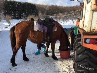 horse in winter