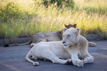 a rare white lion in the wild - Kruger National Park