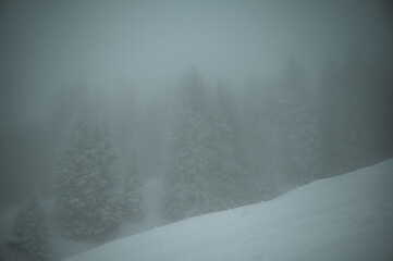 Wald im Nebel