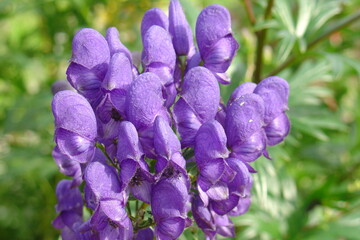 violet delphinium flowers in the garden