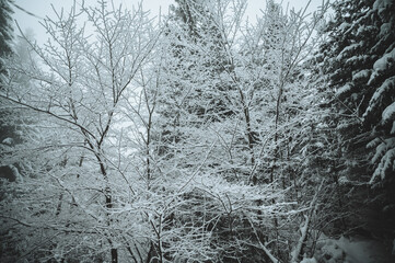 Ast im Winter