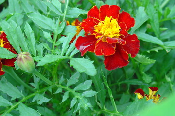 red marigolds flower
