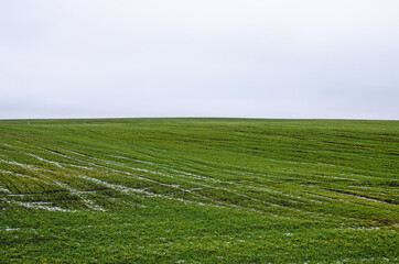 Fototapeta na wymiar A field of winter young wheat covered with melting snow