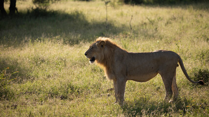 young lion in golden light