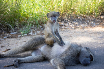 chacma baboon sitting on mother