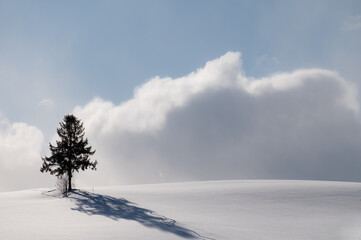 冬美瑛一本木のある風景