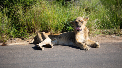 a very sick/ill lioness - busy dying
