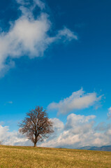  lonely tree on a hill