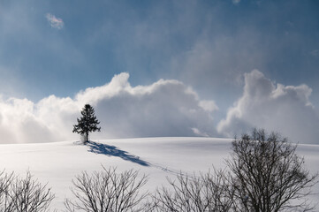 冬美瑛一本木のある風景