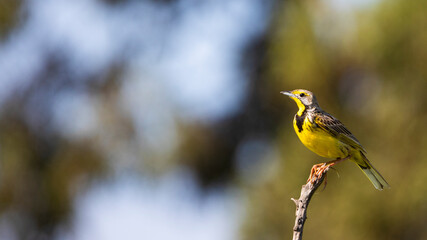 yellow-throated longclaw