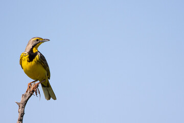 yellow-throated longclaw