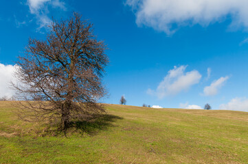 Fototapeta na wymiar lonely tree on a hill