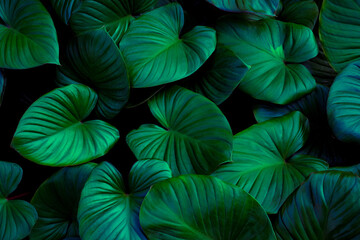 Obraz na płótnie Canvas leaves texture background, Green dark tone