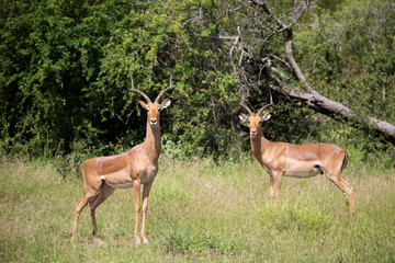 very alert impala males
