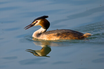 Great Crested Grebe - Podiceps cristatus, beautiful popular water bird from European lakes and fresh waters, Zuger see, Switzerland.