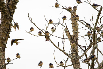 a tree full of barn swallows