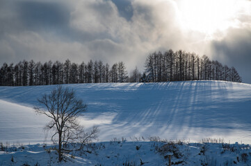 冬美瑛ドラマティックな雪影の丘