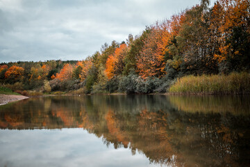 Fototapeta premium Autumn scene in a nature reserve with a pond and island in the middle of lake gorgeous orange colours leaves falling in the fall wildlife reflections in river water plants serene deserted