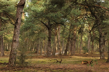 Autumn in the forest