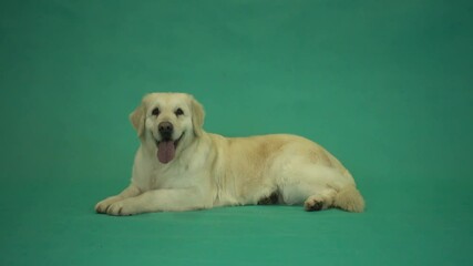 golden retriever lies, looks, gets up and runs away on a green screen, side view