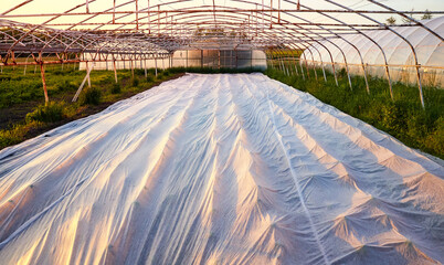 Floating row cover is the organic farm at sunset.