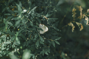 butterfly on a honeysuckle bush