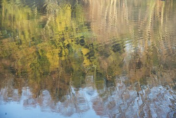 Reflection of the water surface of the pond in the natural park.
