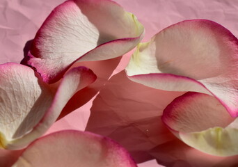 Pink rose petals close up on a pink background