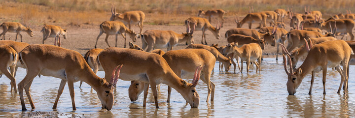 Herd Saiga antelopes or Saiga tatarica at water place in steppe