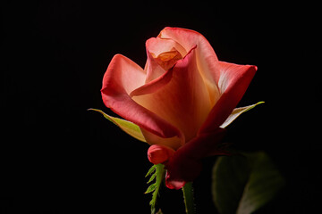 The flower of the garden rose in the backlight on the black background. Full depth of field.