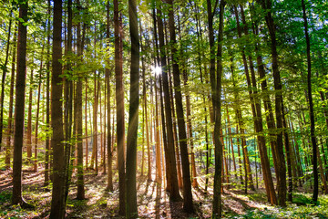 sun rays in green forest