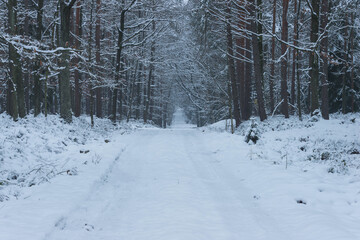 Las w zimowej scenerii, przykryty grubą warstwą śniegu. 