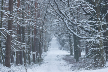 Las w zimowej scenerii, przykryty grubą warstwą śniegu.  © boguslavus