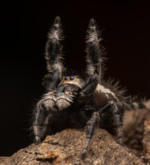 Happy Regal Jumping Spider