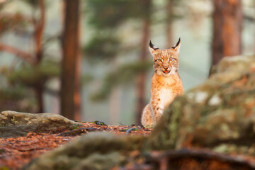 young Eurasian lynx (Lynx lynx) funny kitten