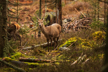 doe red deer (Cervus elaphus) in the wild forest