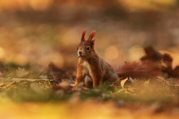 cute red squirrel (Sciurus vulgaris) portrait in the forest with blurred background