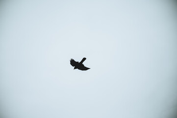 Free as a bird