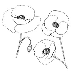 Hand drawn beautiful Poppies. Leaner