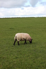 Irish sheep over green grass