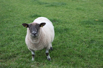 Irish sheep over green grass