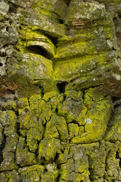 Moss growing on the side of tree bark