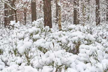 Fototapeta na wymiar Beautiful forest covered with snow 