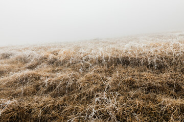 Fototapeta na wymiar Frosted grass on a foggy winter morning in the mountains