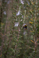 abejorro recolectando nectar en el jardín