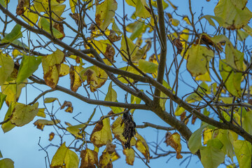 hojas de otoño